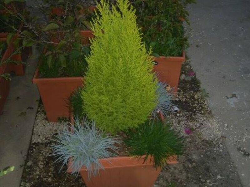 Maceteros en Sacatepéquez Zona 1
