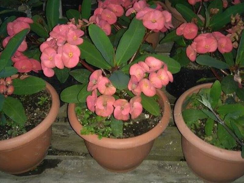 Maceteros en Sacatepéquez 
