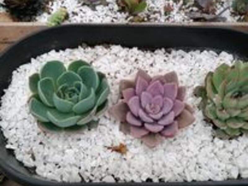 Jardineras en Sacatepéquez Guatemala 