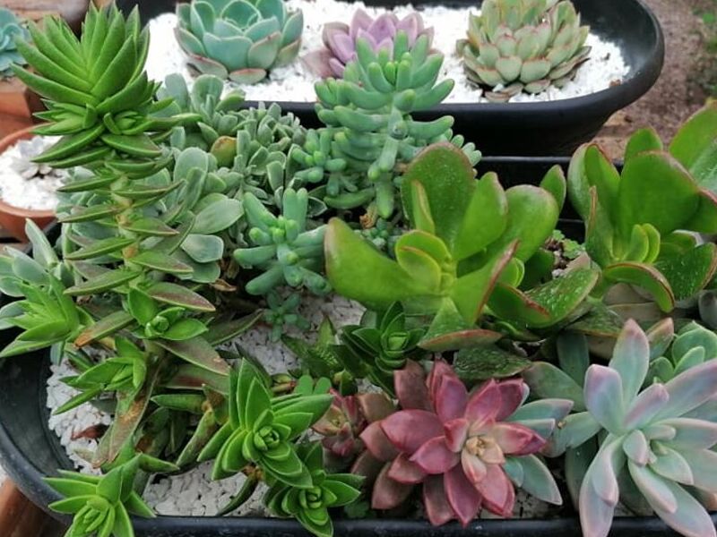 Jardineras en Guatemala Sacatepéquez 