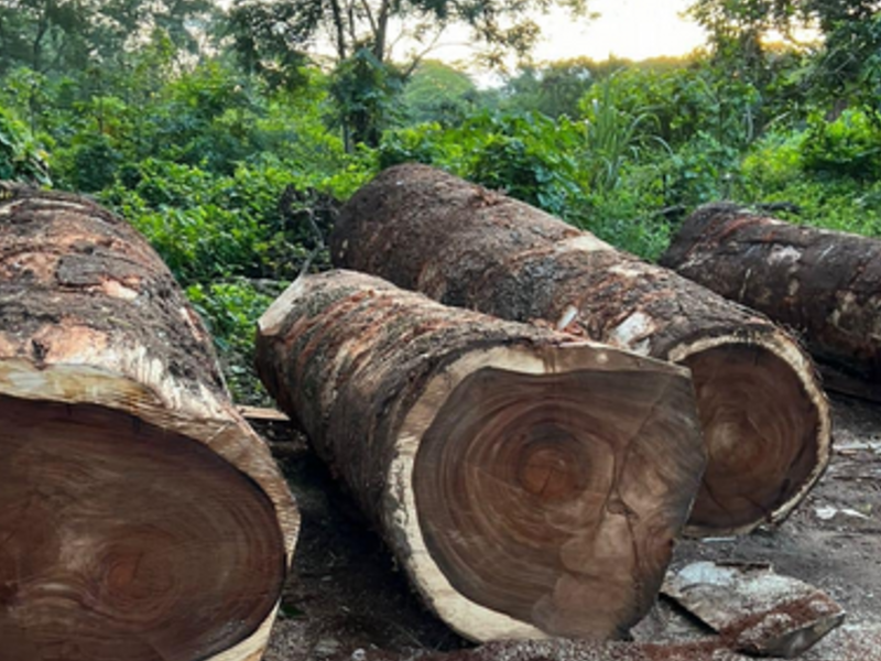 Troncos de madera