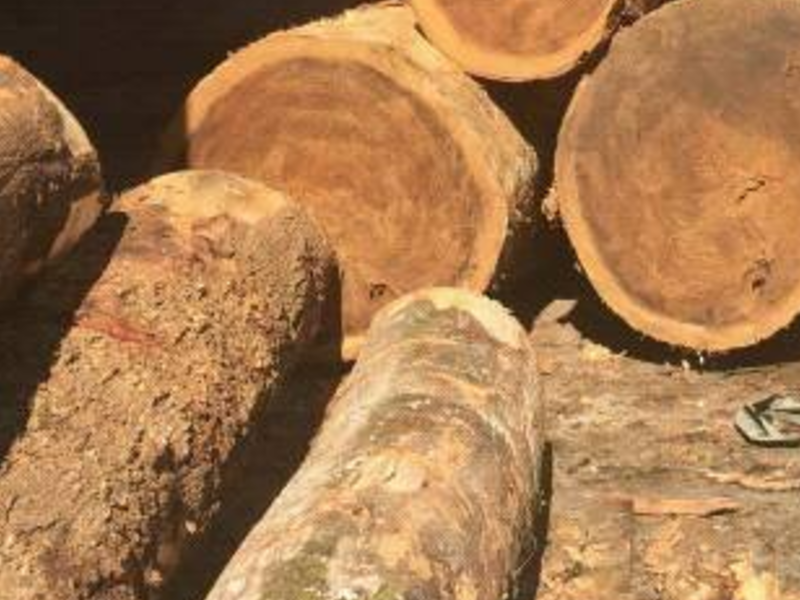 Troncos de madera 
