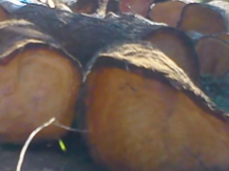 Cortes de tronco 