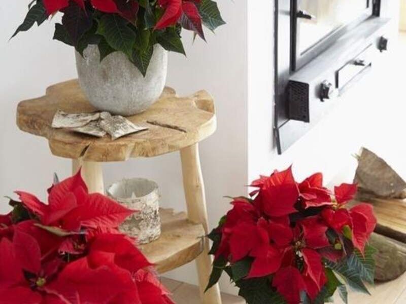 Plantas decorativas