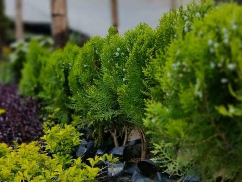 Plantas Ornamentales Guatemala