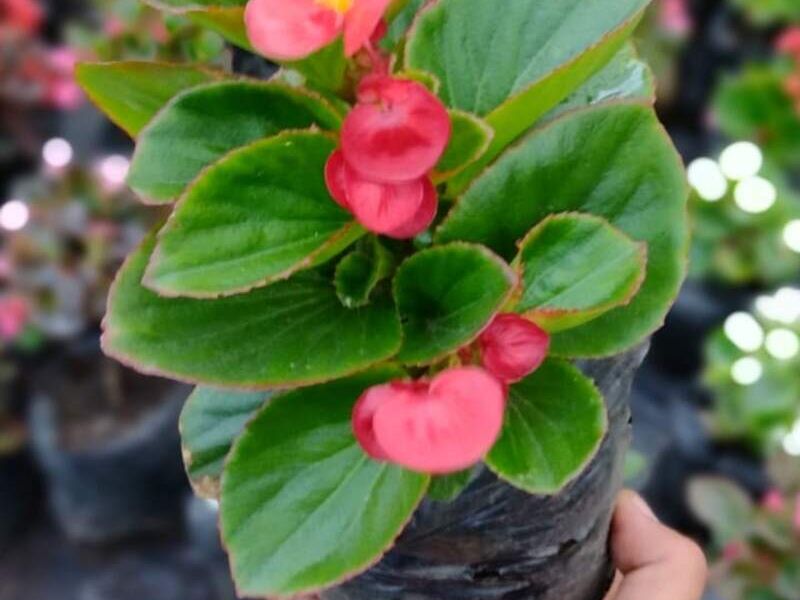 Flores Ornamentales Guatemala