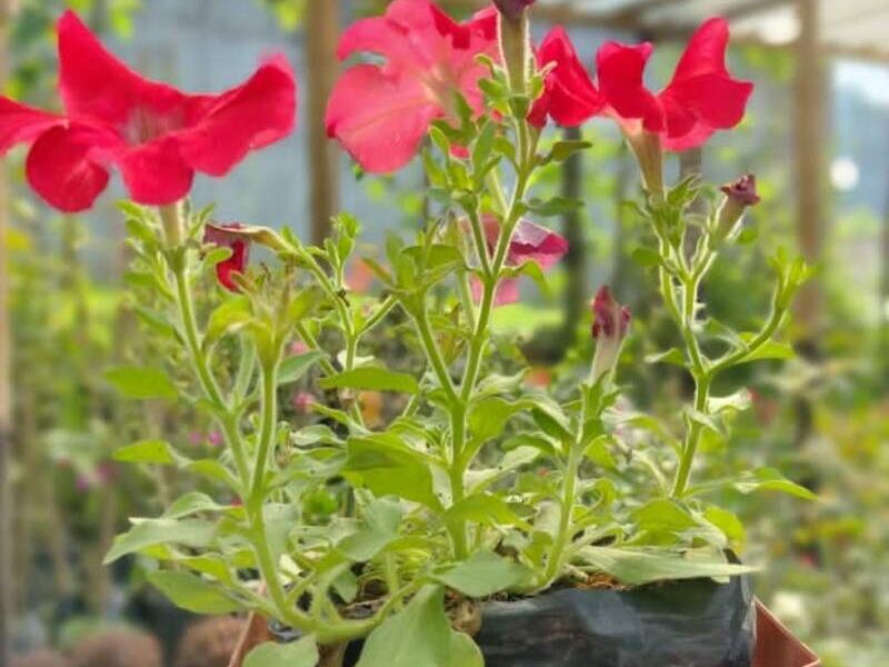 Petunias Guatemala