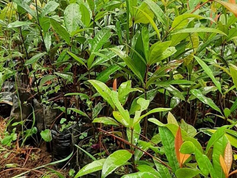 Plantas de ENCINO