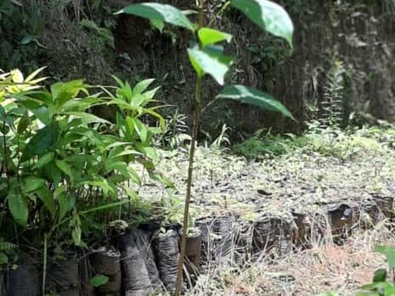 Plantas de CAOBA