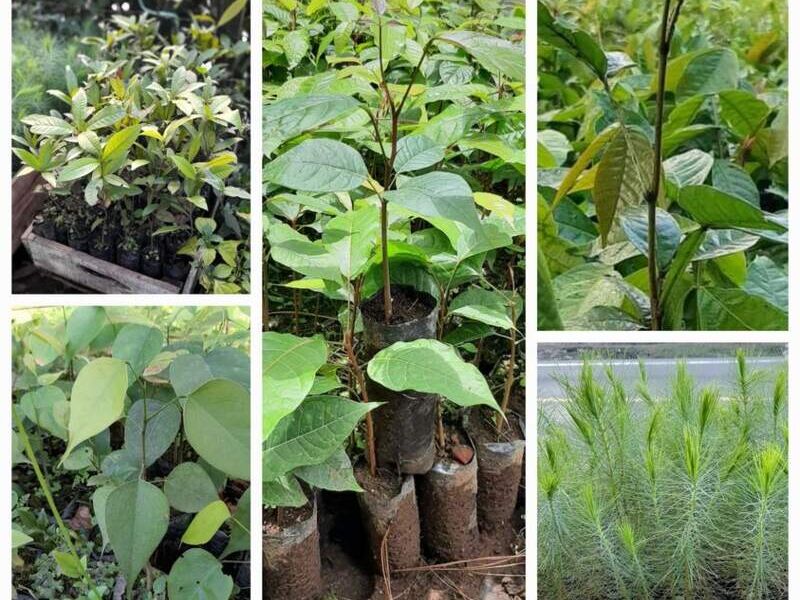 Plantas de HORMIGO