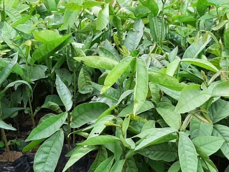 Plantas de guama