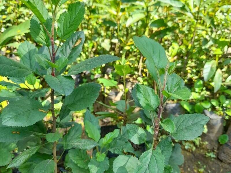 Plantas de manzana criolla
