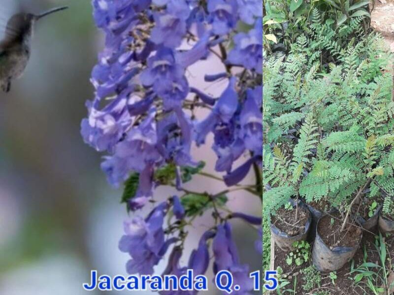 Jacaranda Q15 