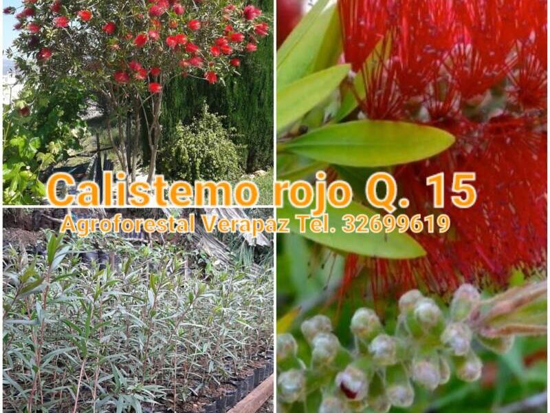Calistemo rojo
