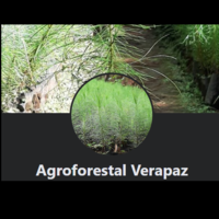 Agroforestal Verapaz