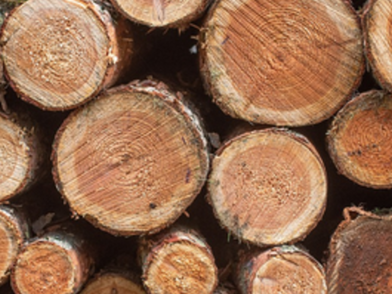 Troncos de madera