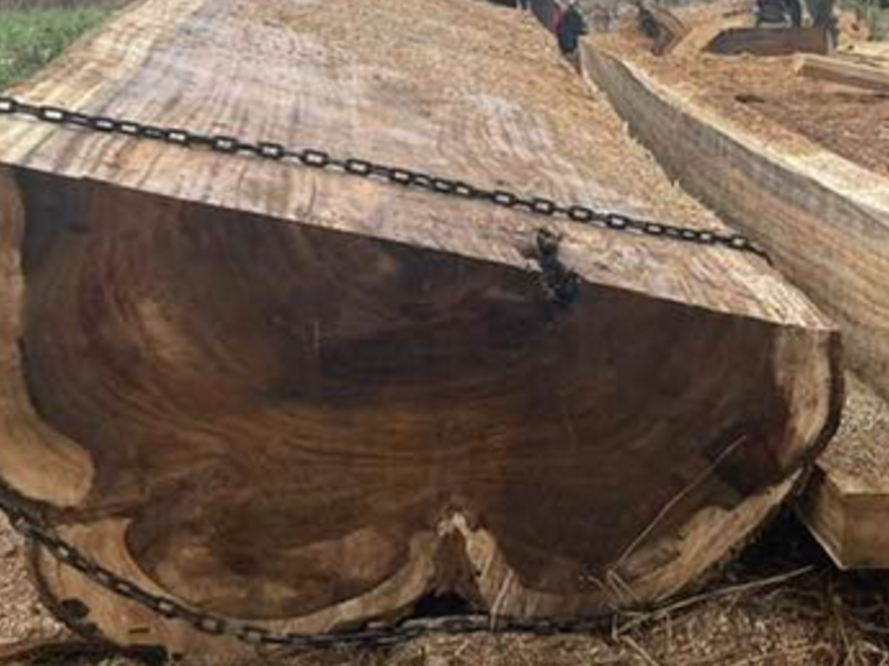 Troncos de madera