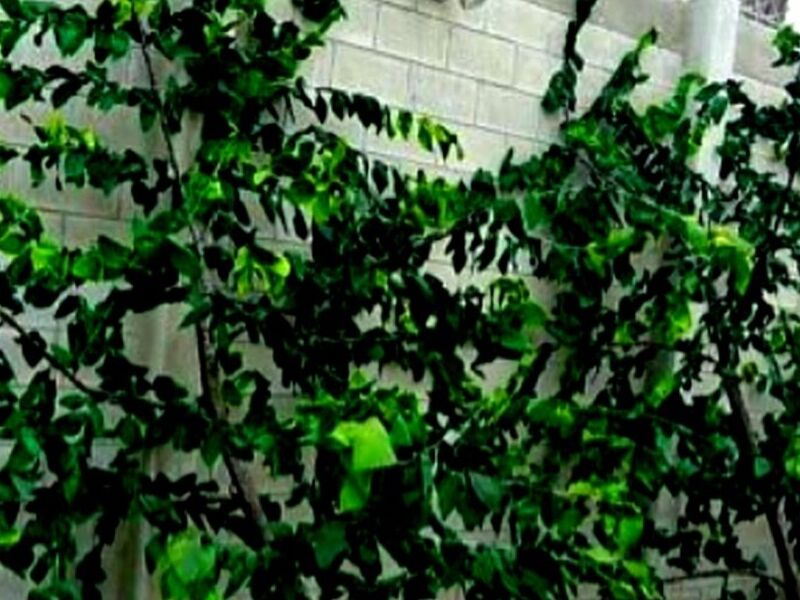 Camuflaje monopolos ecologicos Guatemala