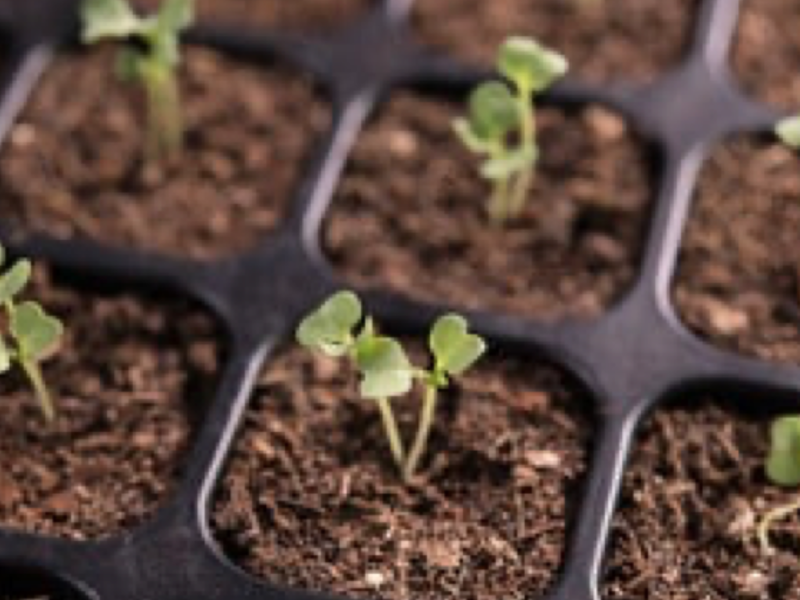 BANDEJA DE GERMINACION GUATEMALA