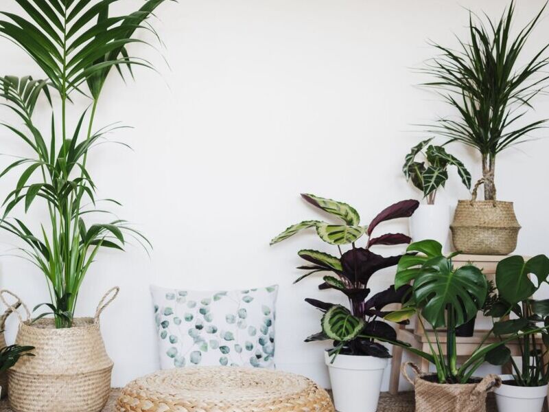 Plantas interior Guatemala
