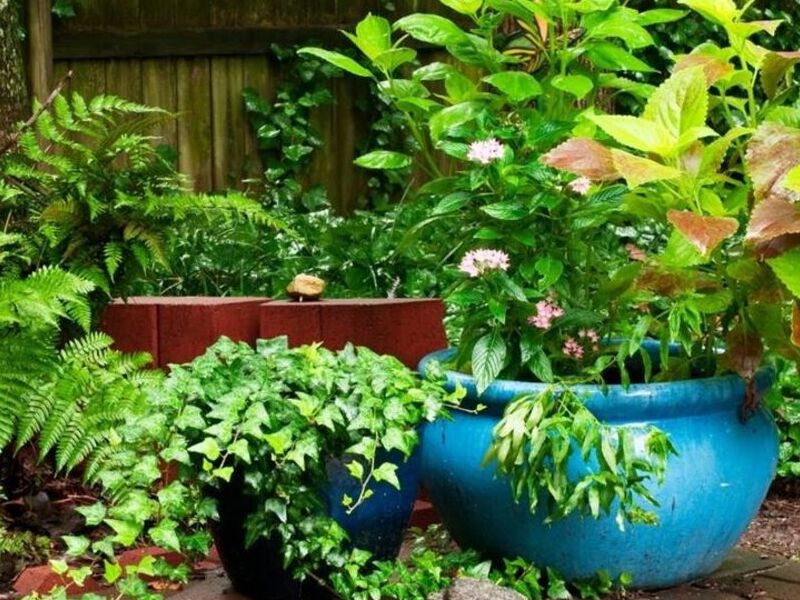 Plantas exterior Guatemala