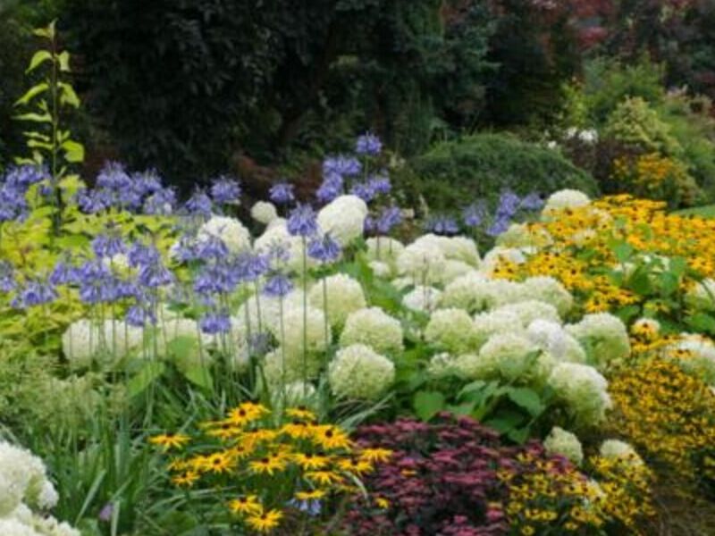 Plantas ornamentales Guatemala
