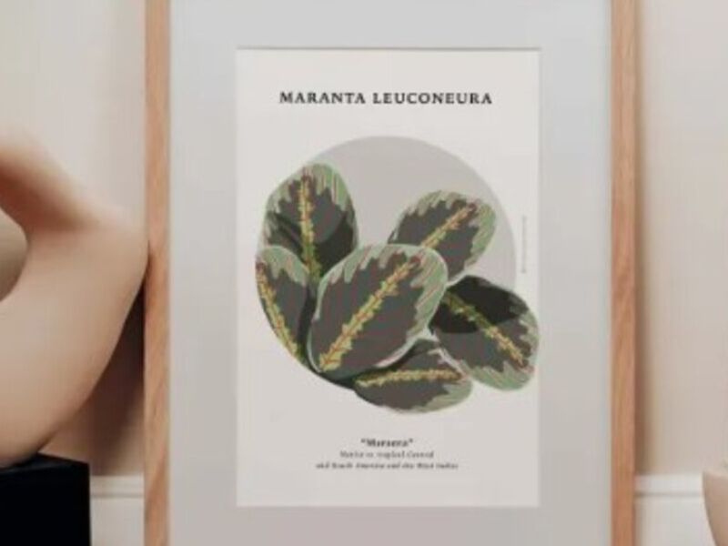 Cuadro maranta leuconeura Guatemala