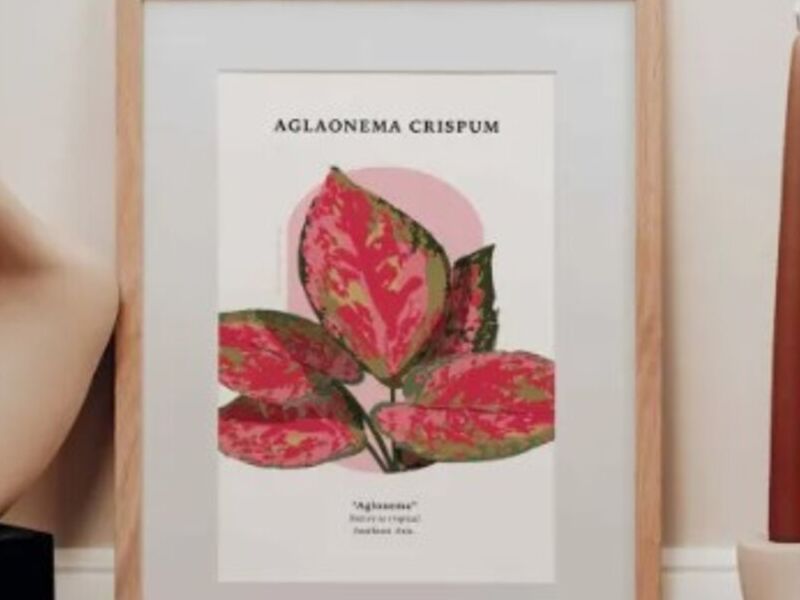 Cuadro aglaonema crispum Guatemala