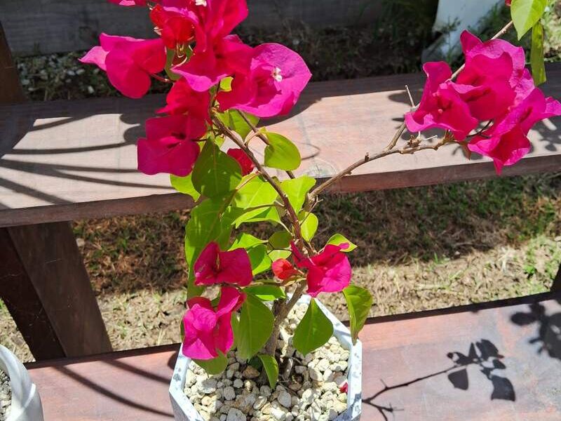 Bonsai bugambilia Guatemala