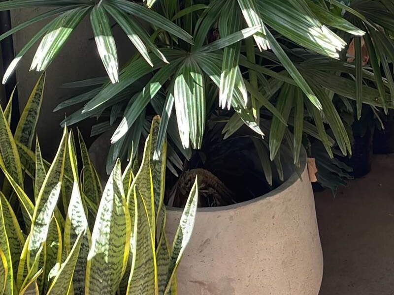 Macetero palmera rhapis Guatemala