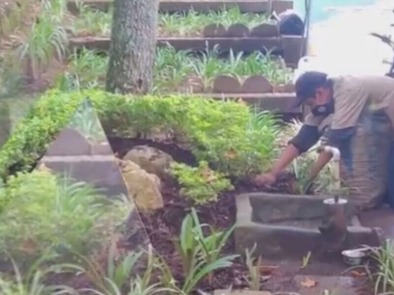 Plantas naturales Guatemala