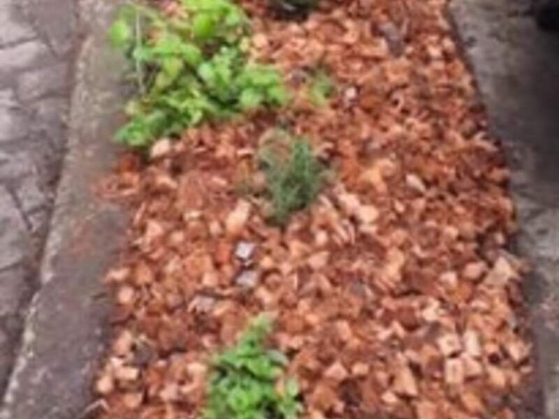 Huerta urbana Guatemala