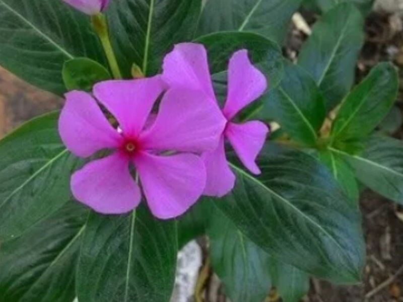 Arreglo Catharanthus roseus Guatemala