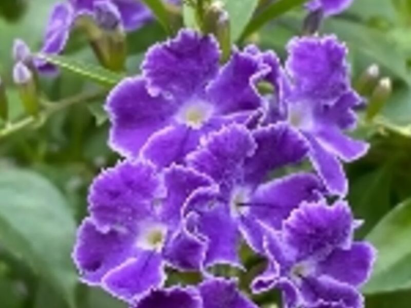 Mantenimiento Duranta erecta Guatemala