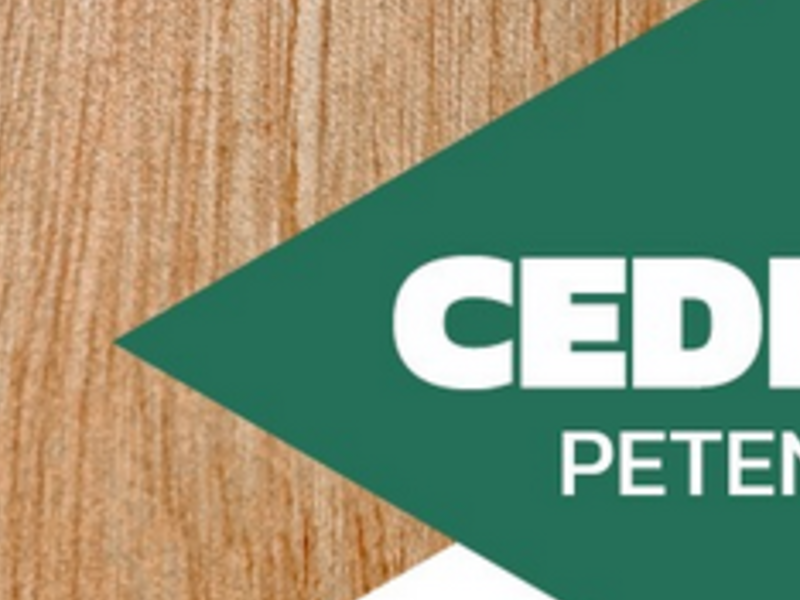 Cedro petenero