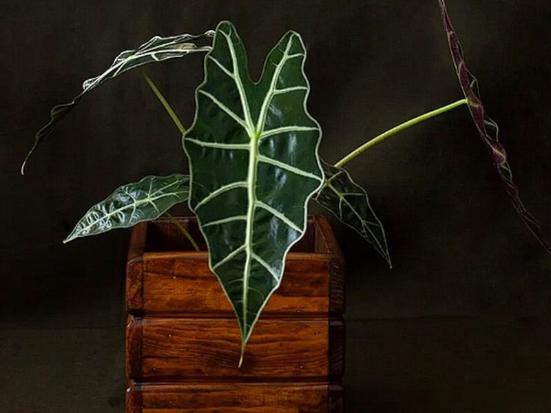 Alocasia Amazónica Guatemala