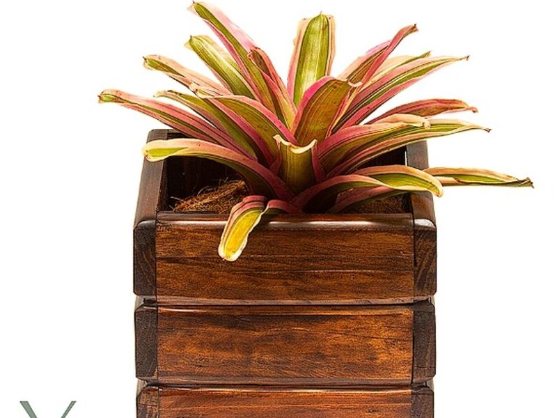 Bromelia tricolor Guatemala