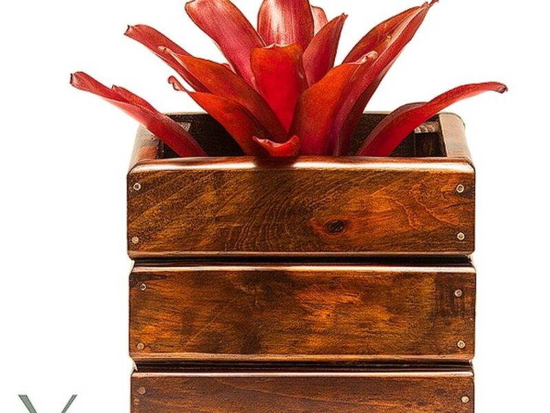 Bromelia fireball Guatemala