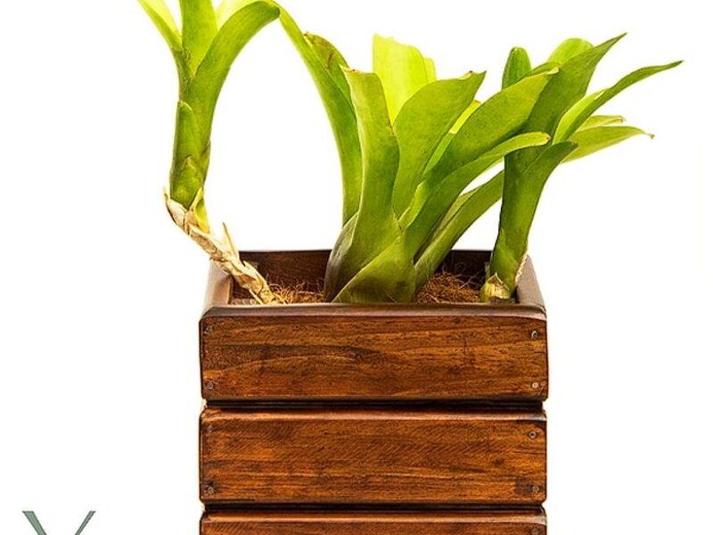 Bromelia verde Guatemala
