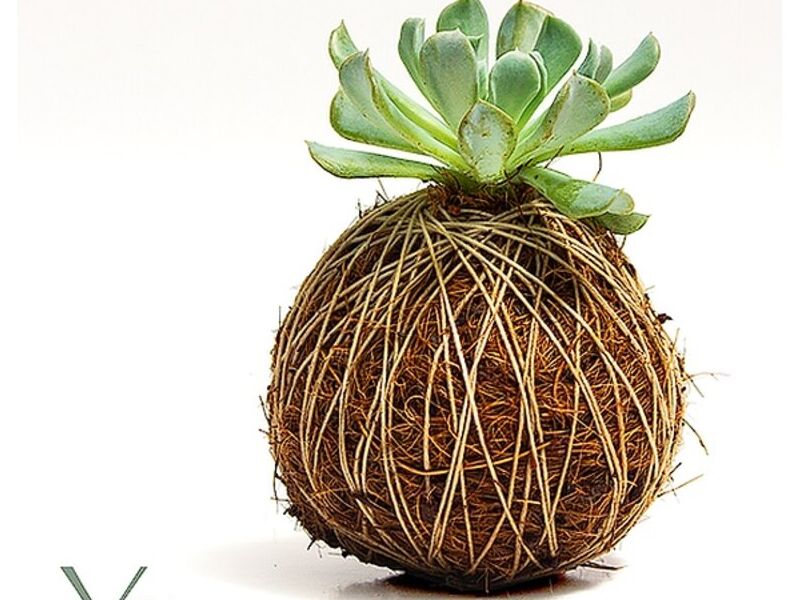 Mini Kokedama Guatemala
