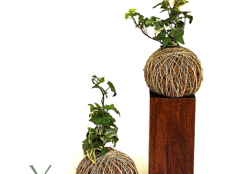 Kokedama Hiedra variegada Guatemala