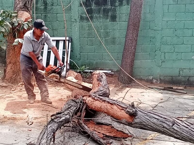 Tala de Árboles Guatemala