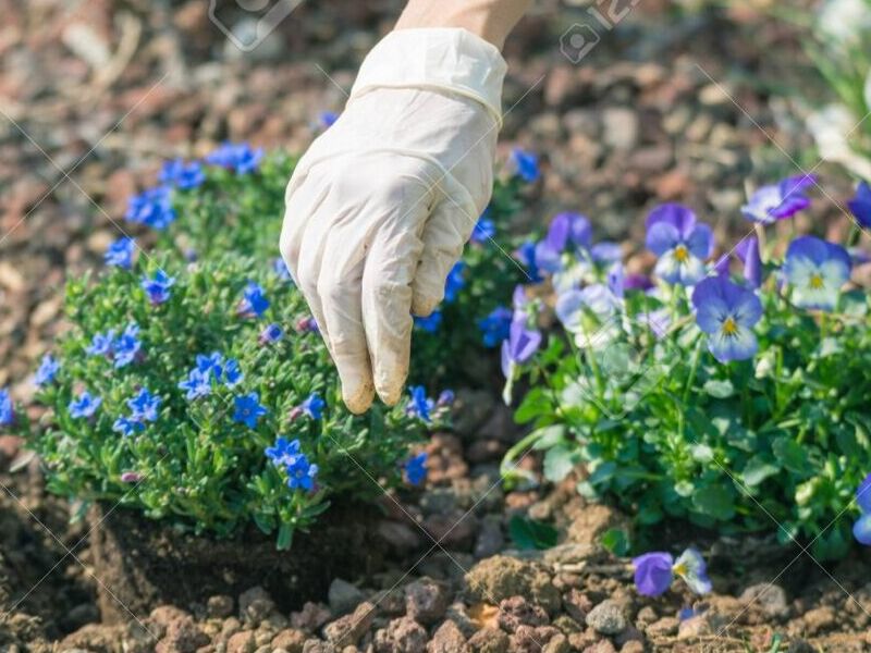 Siembra de Flores Guatemala