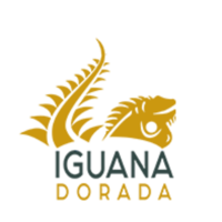 Iguana Dorada