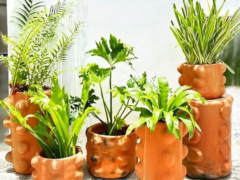Plantas chibolas Guatemala