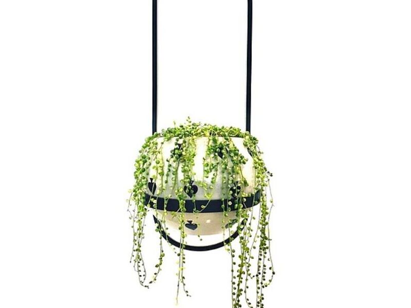 Florero planta Guatemala