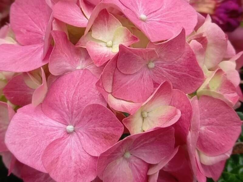 Hortensia Guatemala 