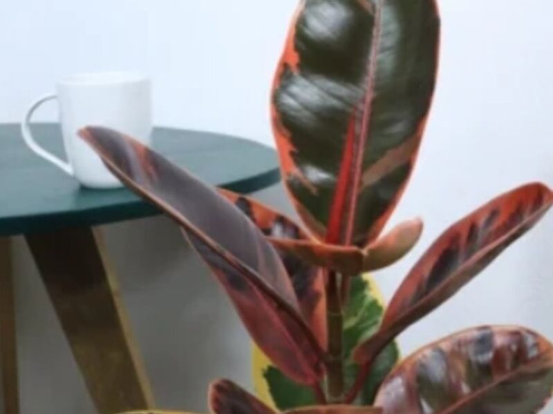 Ficus Elástica Ruby Guatemala