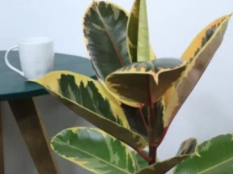 Ficus Elástica Tineke Guatemala