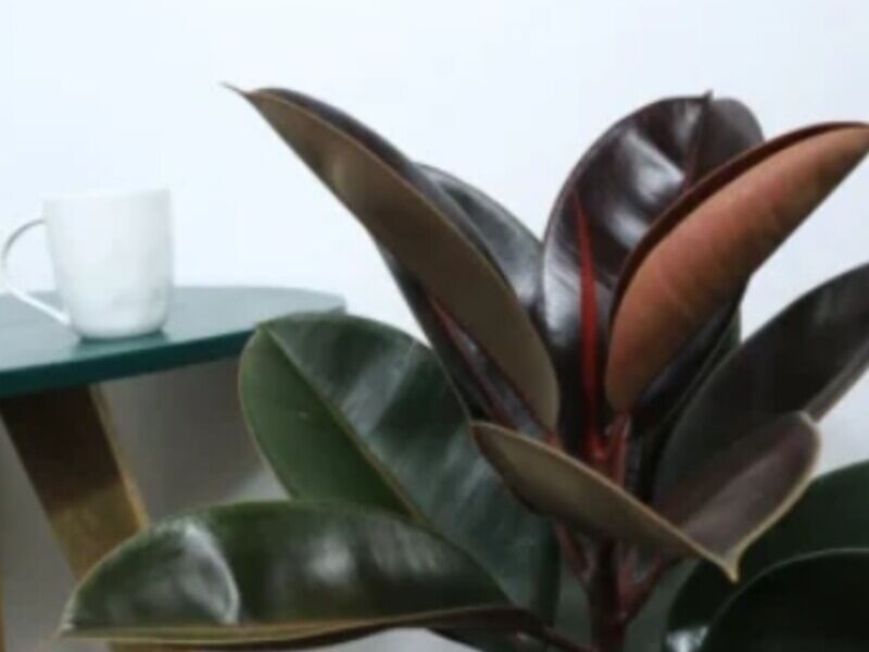 Ficus Elástica Negro Guatemala